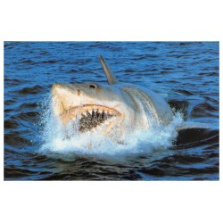 Photo Jaws / Les dents de la mer